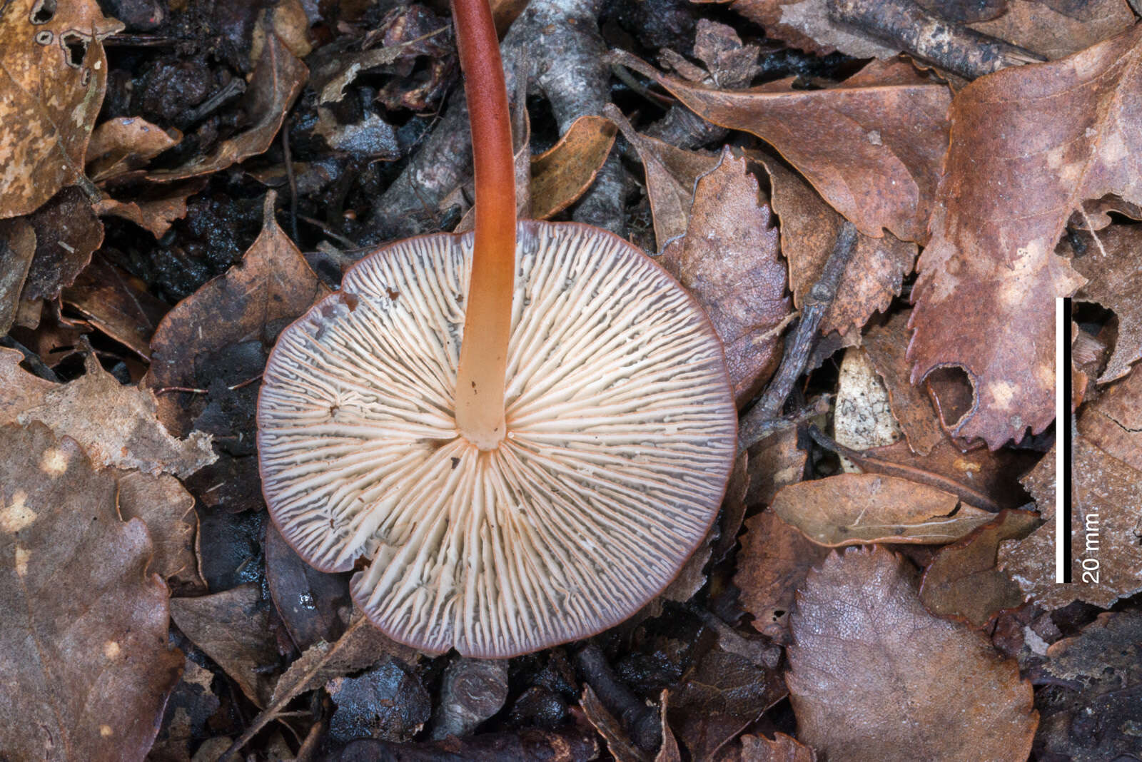 Image of Marasmius elegans (Cleland) Grgur. 1997