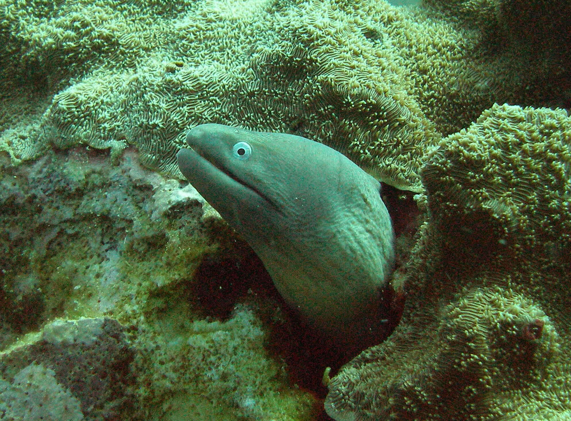 Image of Greyface moray