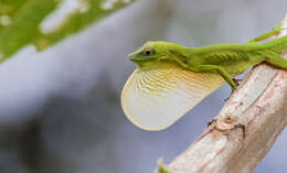 Image of Boulenger's Green Anole