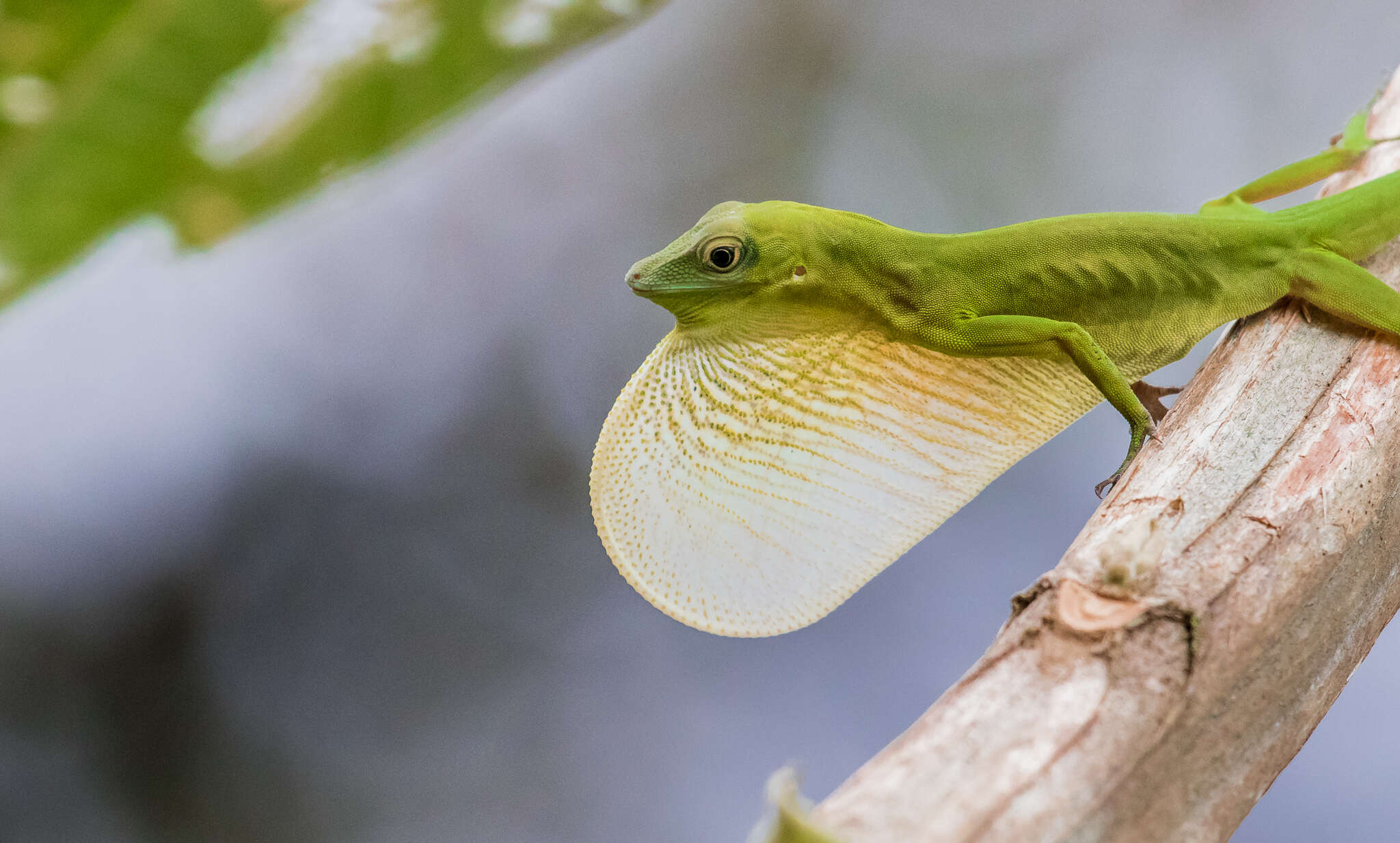 Image of Boulenger's Green Anole