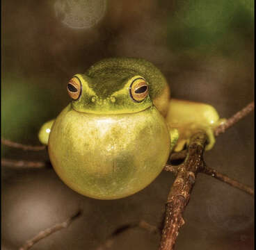 Image of Dainty Green Tree Frog