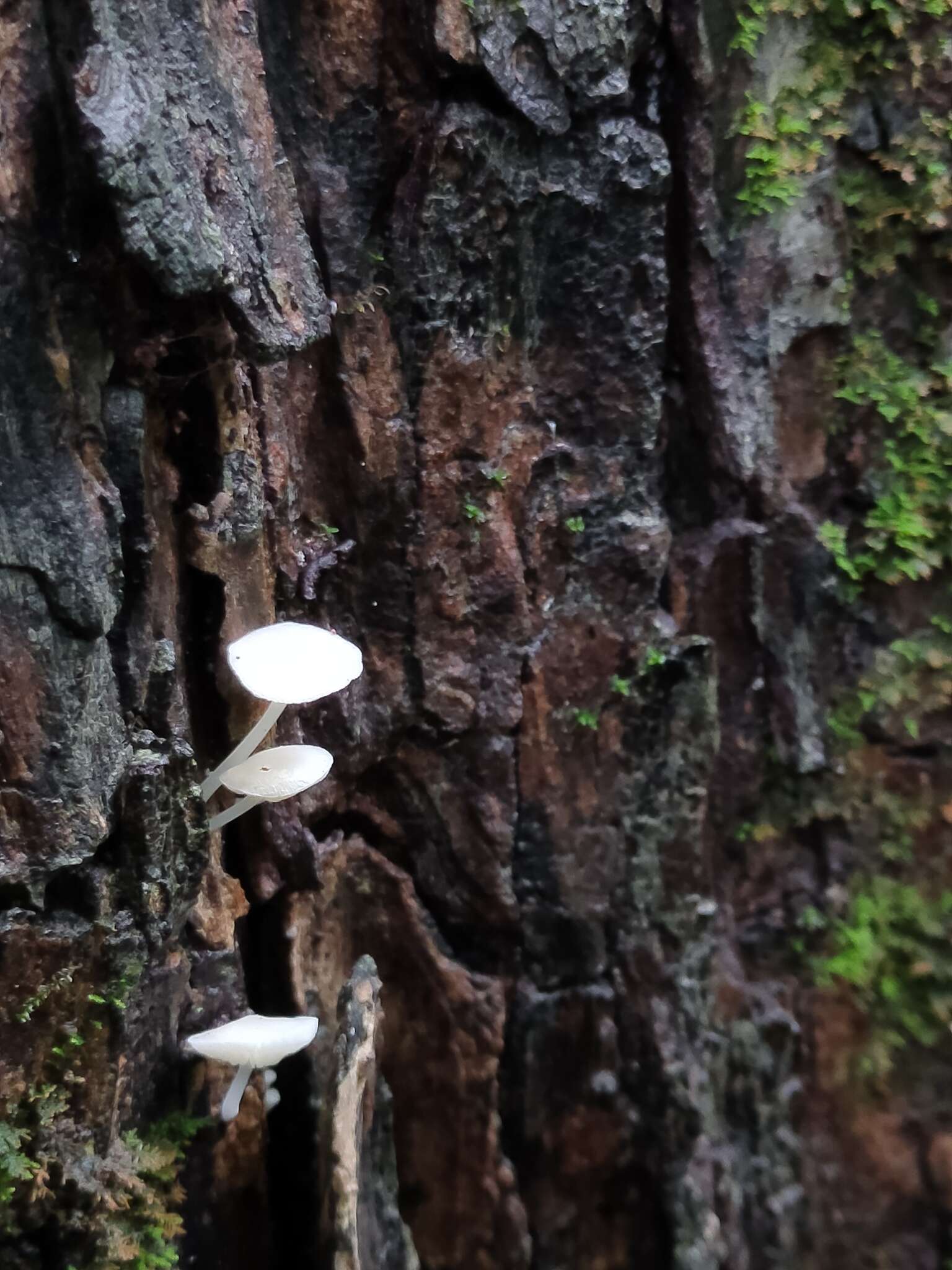 Image of Lactocollybia subvariicystis Iqbal Hosen & T. H. Li 2016