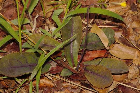 Image of Launaea rarifolia (Oliv. & Hiern) Boulos