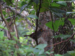 Image of White-eared Ground Sparrow