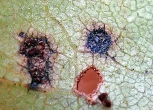 Puccinia plagianthi McAlpine 1895的圖片