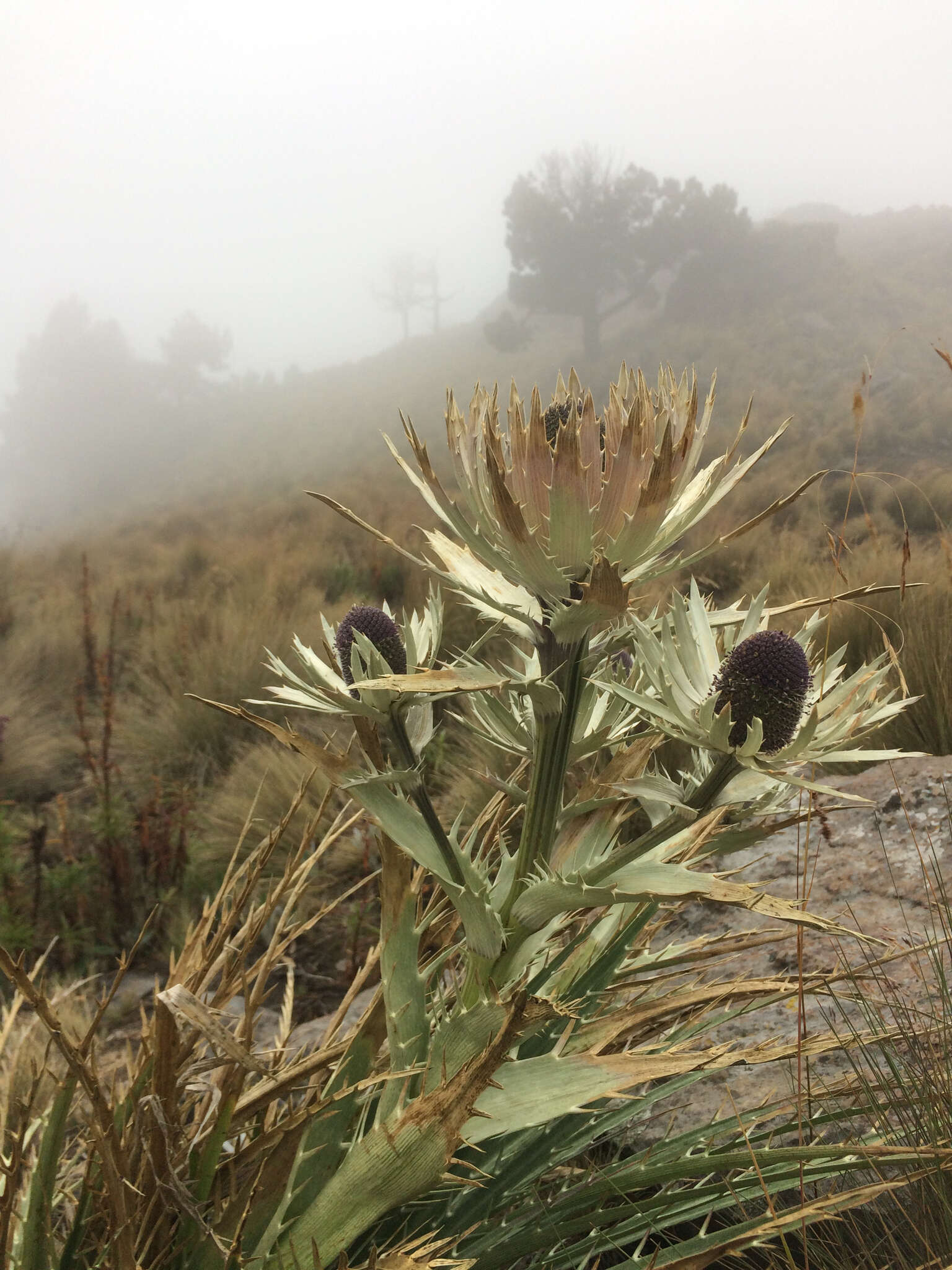 Eryngium proteiflorum Delar. resmi