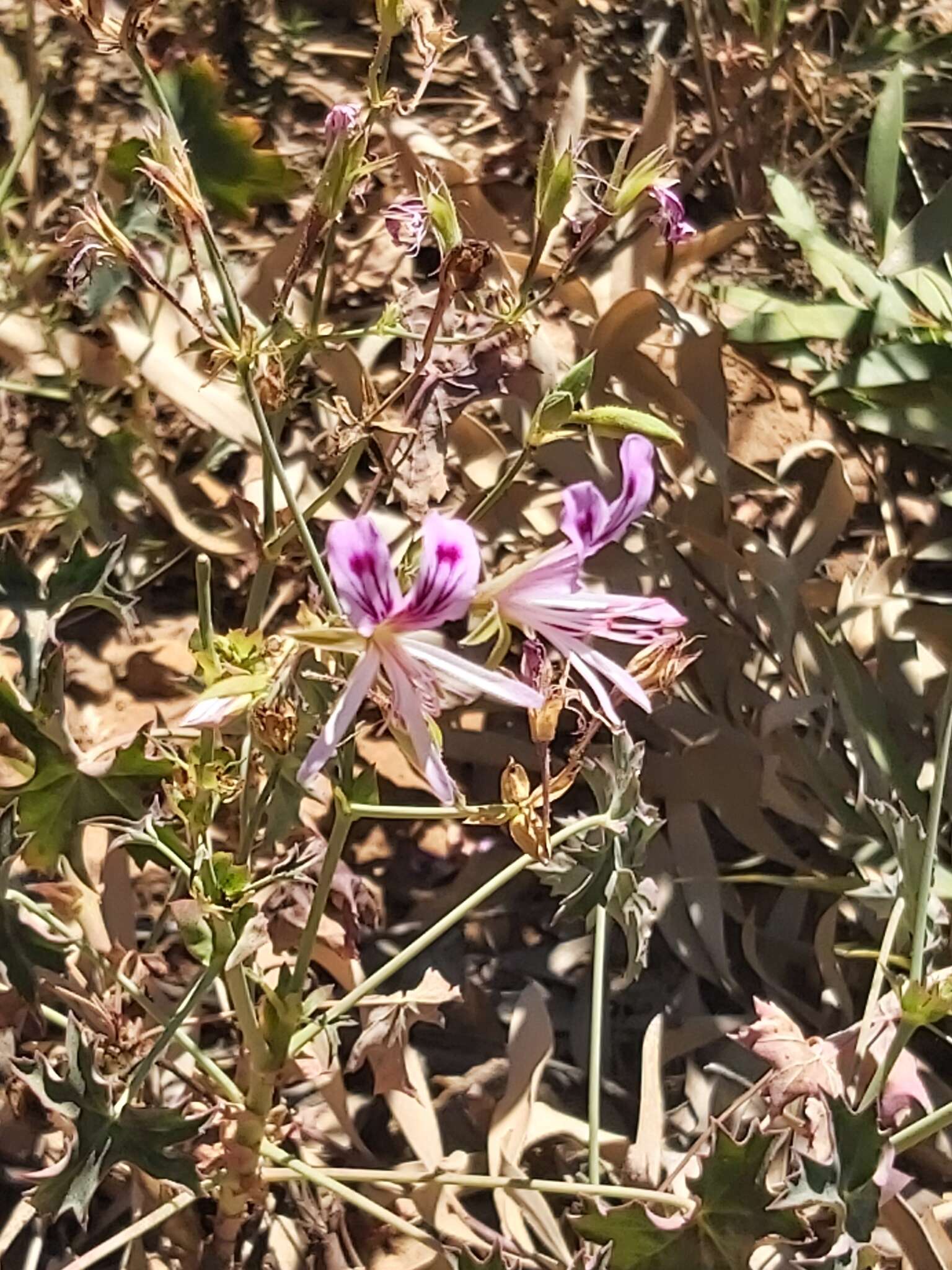 Image of Pelargonium grandiflorum (Andr.) Willd.