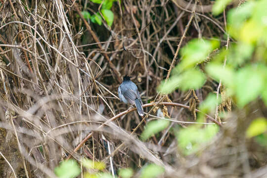 Image of White-tailed Crested Flycatcher