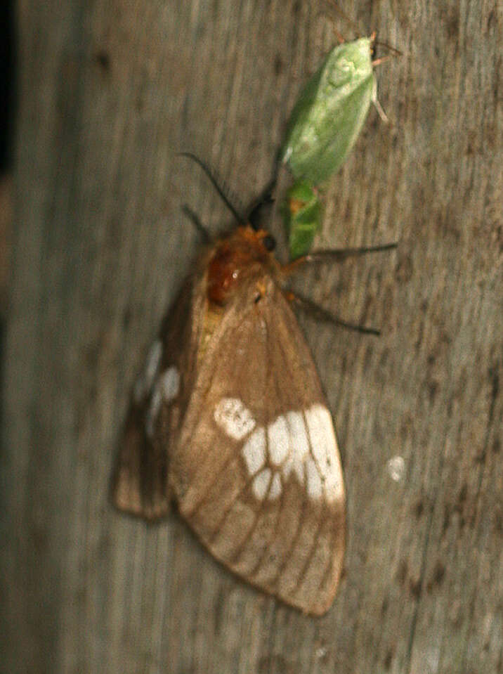 Слика од Palasea albimacula