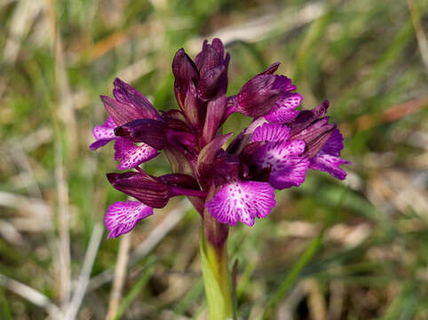 Image of <i>Anacamptis <i>gennarii</i></i> subsp. gennarii