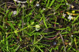 Image of Isolepis basilaris Hook. fil.