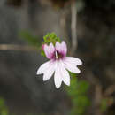 Image de Euphrasia tarokoana Ohwi