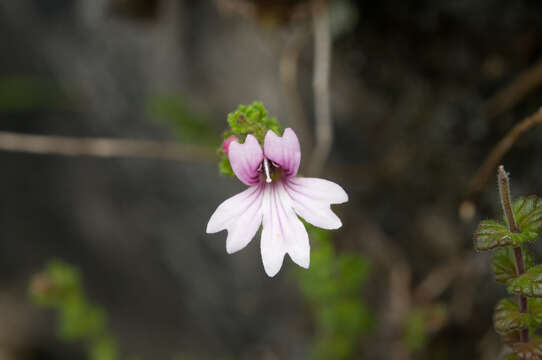 Imagem de Euphrasia tarokoana Ohwi