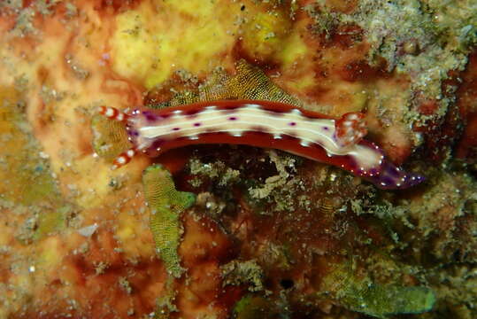 Image of Hypselodoris decorata (Risbec 1928)