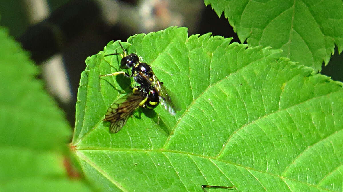 Image of Crossocerus nitidiventris (W. Fox 1892)