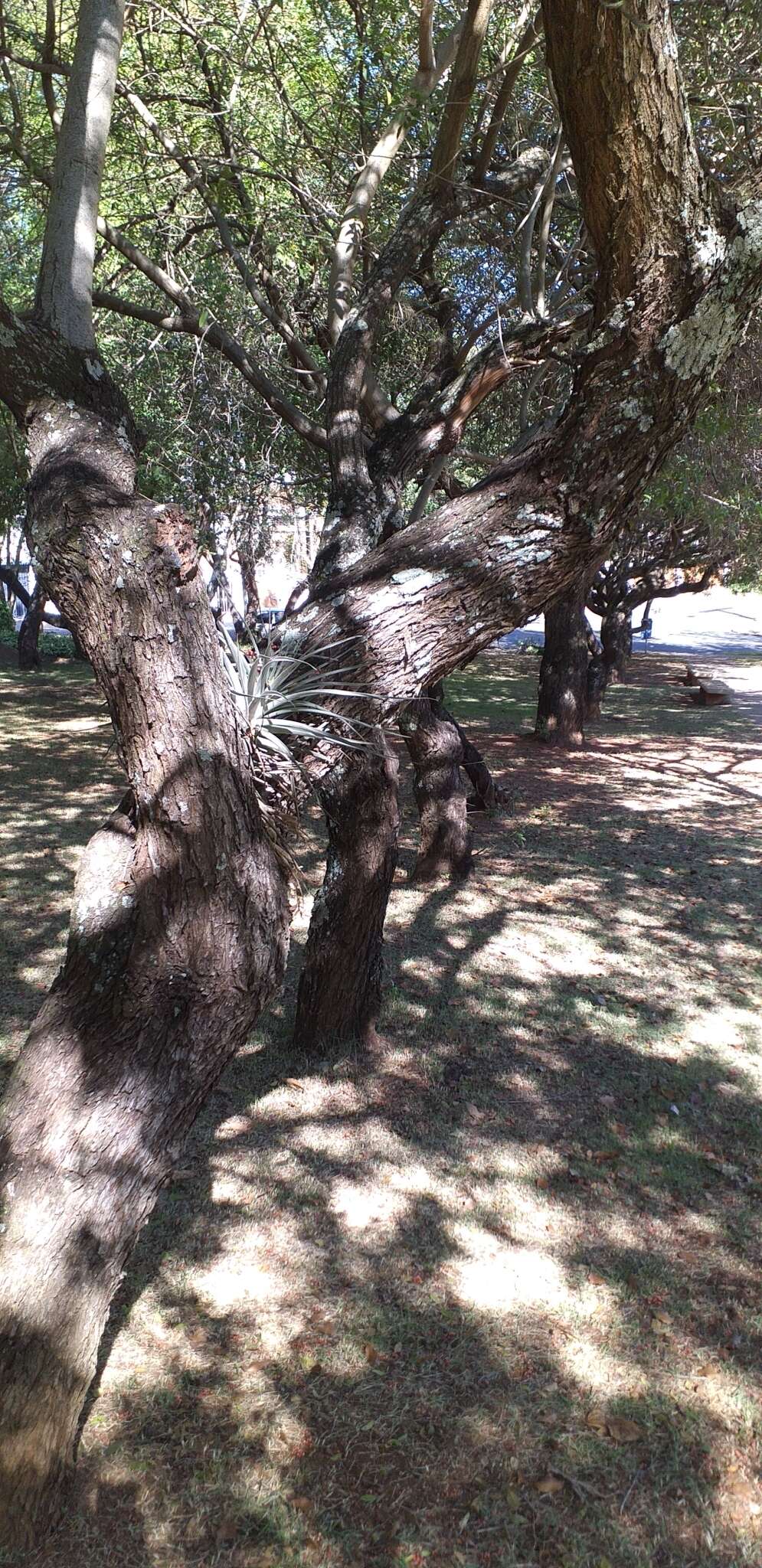 Image of Tillandsia pohliana Mez