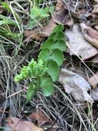 Image of Botrychium neolunaria Stensvold & Farrar