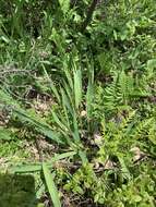 Image of slender rosette grass