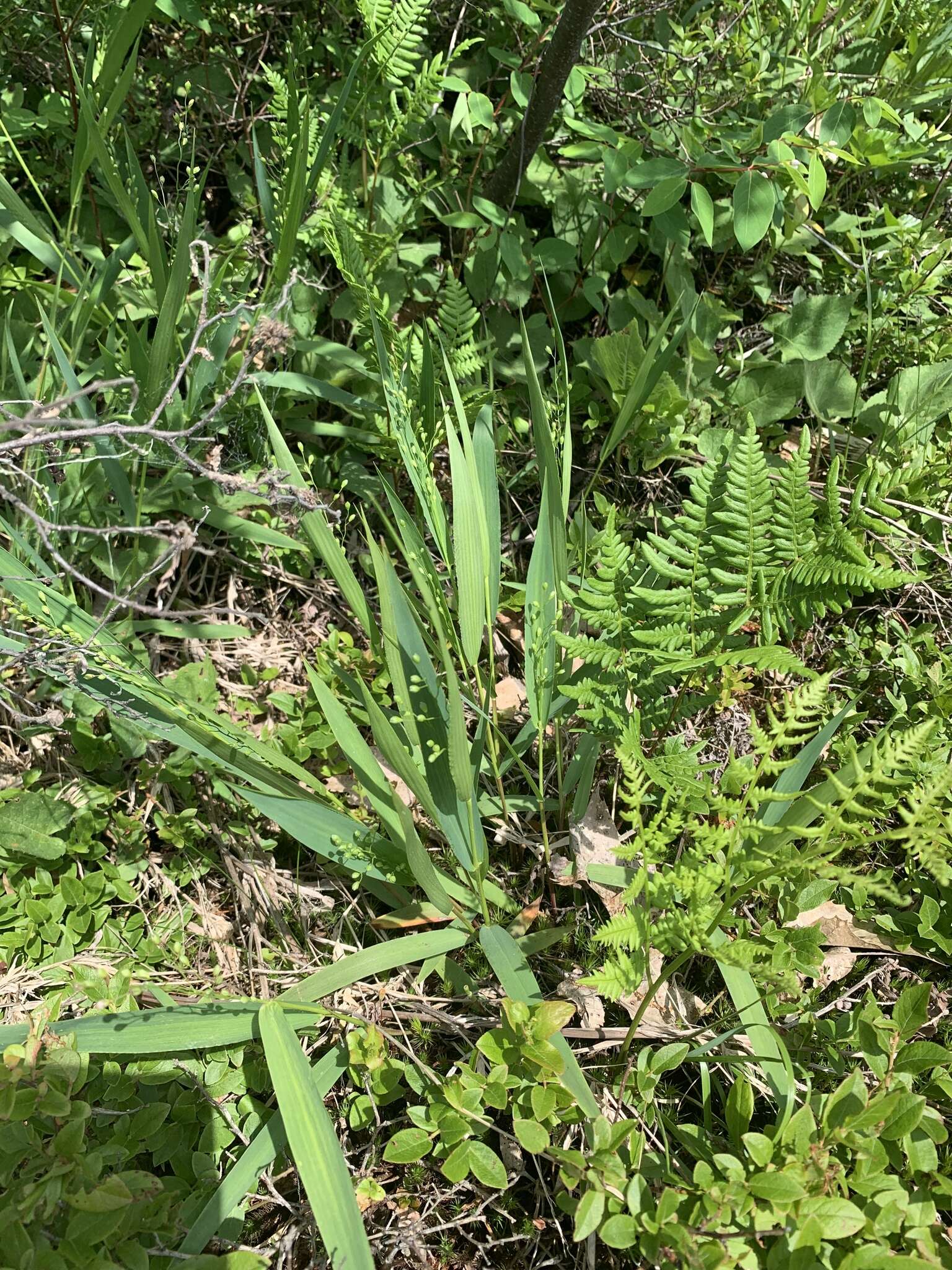 Image of slender rosette grass