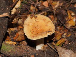 Image of Russula neerimea Grgur. 1997