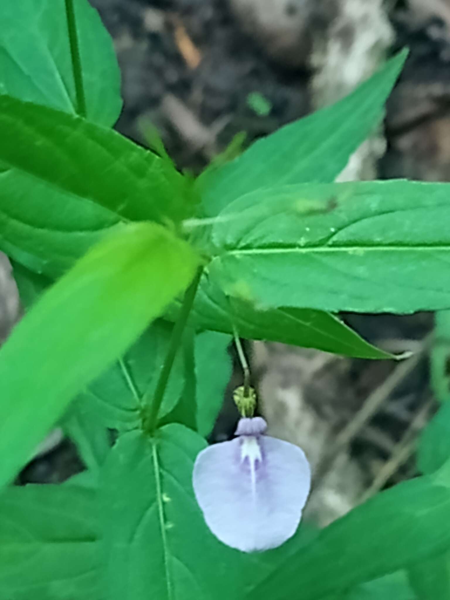 Image of Pombalia oppositifolia (L.) Paula-Souza