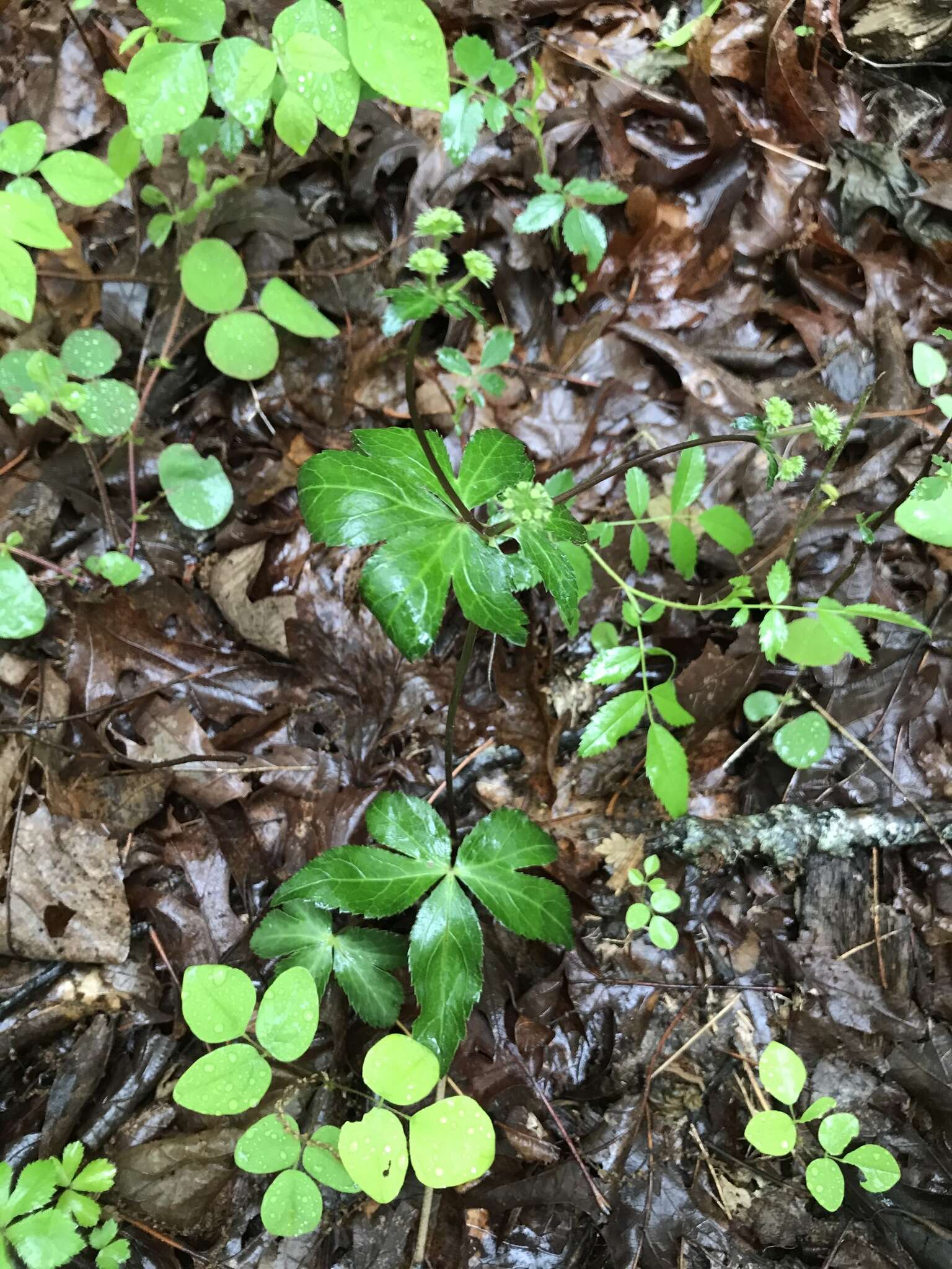 Image of Small's blacksnakeroot