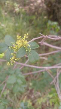 Image of Searsia pyroides var. gracilis (Engl.) Moffett