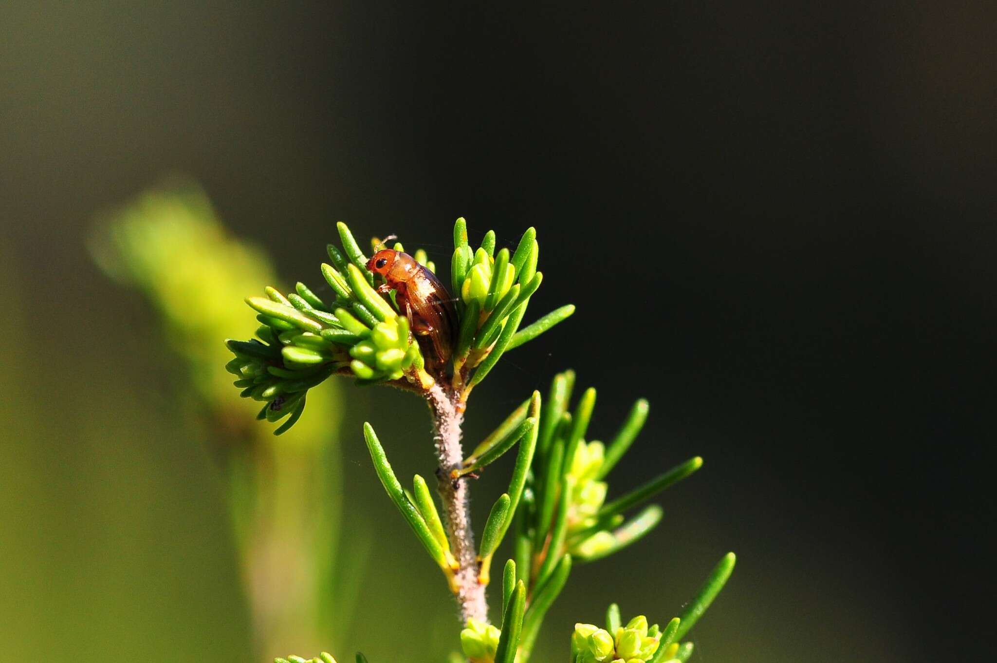 Image de <i>Arrhenocoela lineata</i>