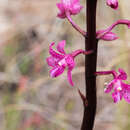 Imagem de Dipodium atropurpureum D. L. Jones