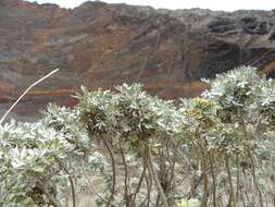 Слика од Artemisia argentea L'Hér.