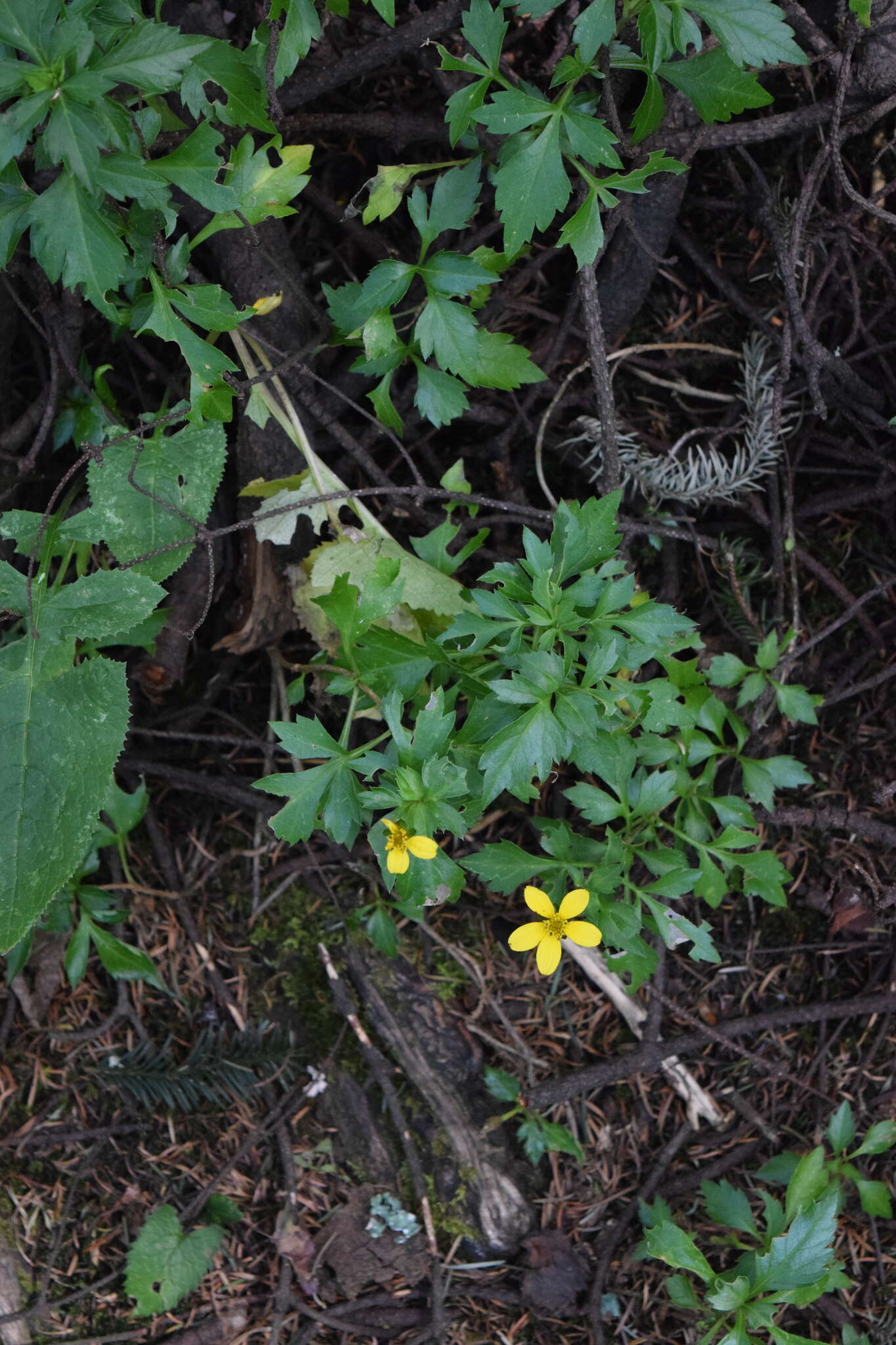 صورة Bidens ostruthioides (DC.) Sch. Bip.