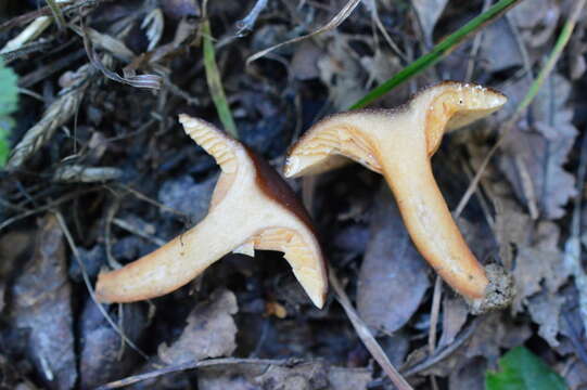 Image of Lactarius serifluus (DC.) Fr. 1838