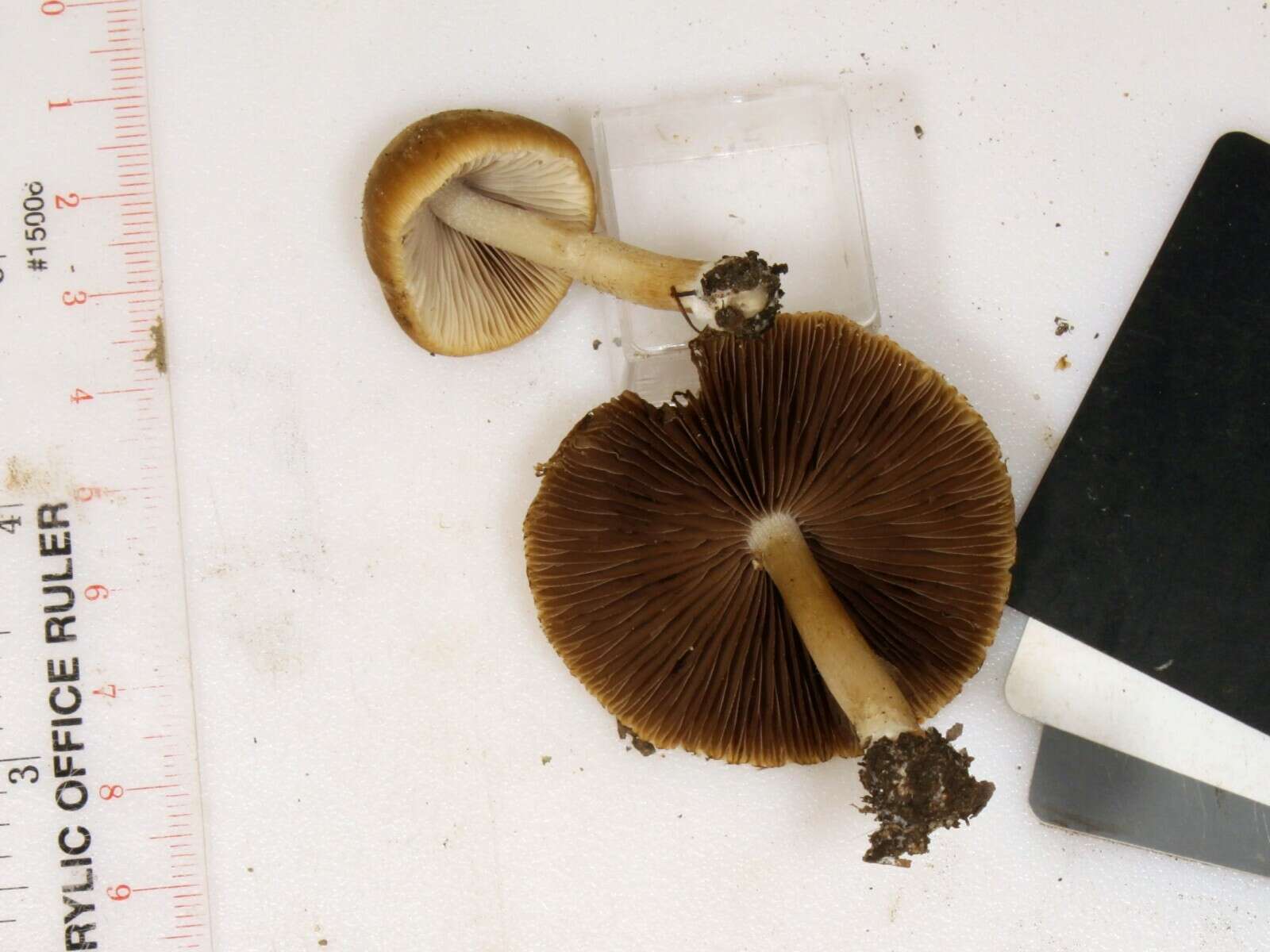 Image de Psathyrella albescens Hesler & A. H. Sm. 1972