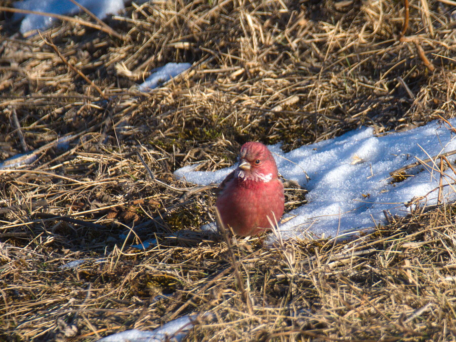 Imagem de Carpodacus roseus (Pallas 1776)