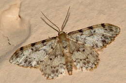 Image de Idaea contiguaria Hübner 1798