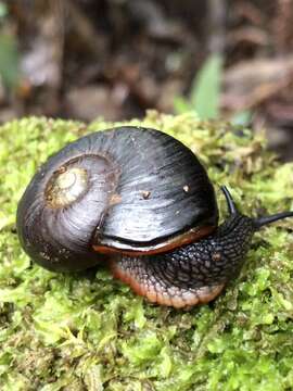 Image of Victaphanta atramentaria (Shuttleworth 1853)