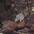 Image of Antechinus mysticus Baker, Mutton & Van Dyck 2012