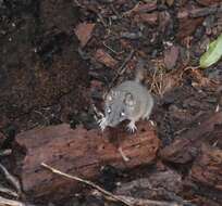 Image of Antechinus mysticus Baker, Mutton & Van Dyck 2012