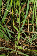 Image of Linum maritimum L.