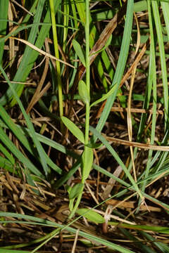 Image of Linum maritimum L.