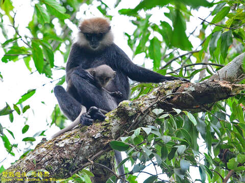 Image of Semnopithecus vetulus vetulus (Erxleben 1777)