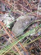 Image of Eastern Harvest Mouse