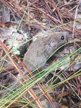 Reithrodontomys humulis (Audubon & Bachman 1841)的圖片