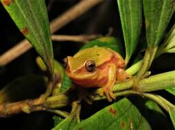 Image of Lagoa Santa's Tree Frog