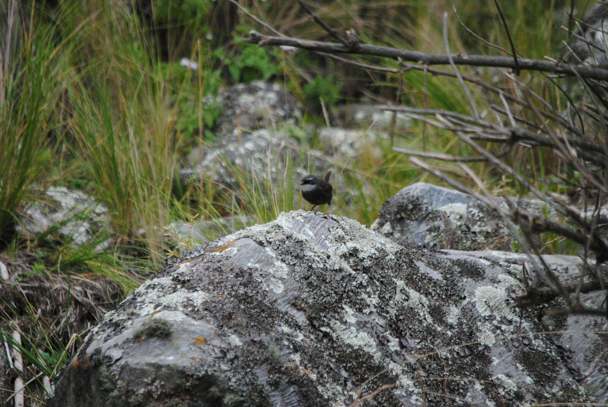 Image of White-browed Tapaculo