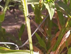 Image of Argentagrion ambiguum (Ris 1904)