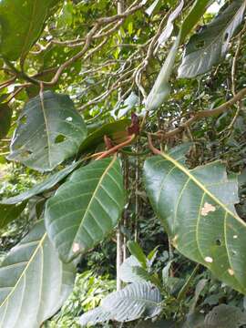 Image of Ladenbergia oblongifolia (Humb. ex Mutis) L. Andersson