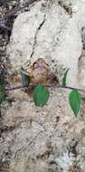 Image of Banded Robber Frog