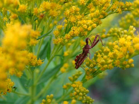 Image of Spined Assassin Bug