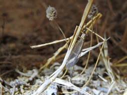 Image de Macronemurus appendiculatus (Latreille 1807)